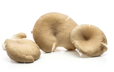 牡蛎蘑菇三顶平菇在白色背景生开丝面上分离