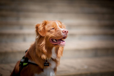 新斯科舍诱鸭寻回犬