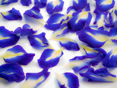 蝴蝶豌豆花蓝色花瓣