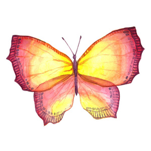 白色背景的蝴蝶的水彩图像