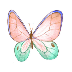 白色背景的蝴蝶的水彩图像