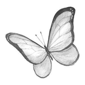 白色背景上的蝴蝶黑白图像