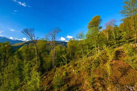 夏天春天森林山风景, 索契俄国