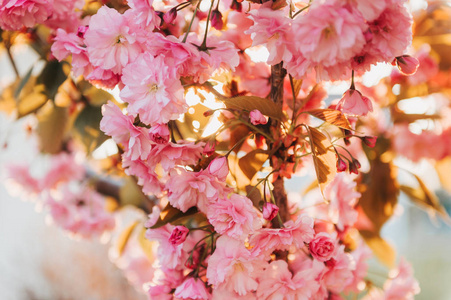 春光明媚的粉红色樱花