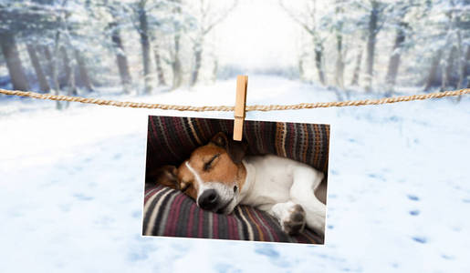 可爱的狗在冬天的绳子照片