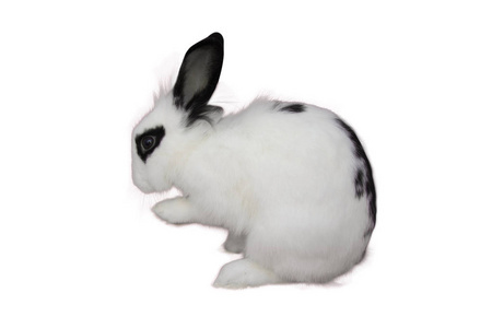 白色绒毛兔分离在白色背景或复活节的概念。