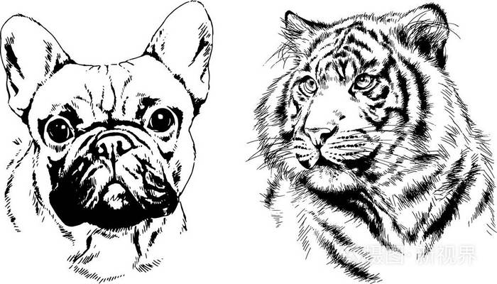 矢量图描绘不同的捕食者,老虎,狮子,猎豹和豹子用墨水