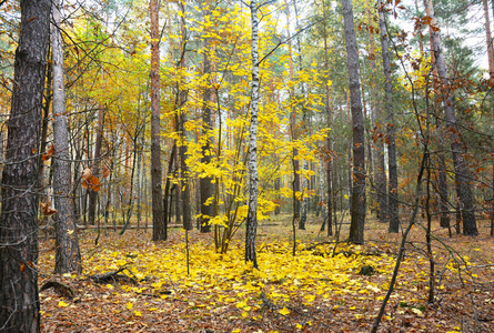 秋天的枫树，森林里飘落的黄叶。