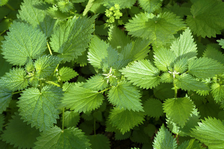 绿荨麻荨麻腿子