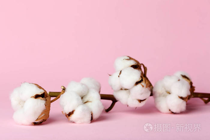 彩色背景上的柔软棉花