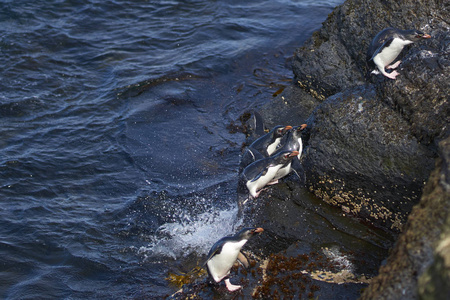 在福克兰群岛的布列克岛的岩石悬崖上上岸的岩蝉企鹅。