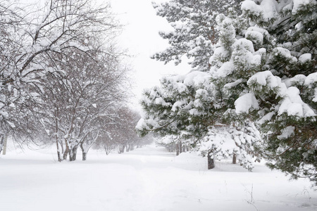 哈巴罗夫斯克地区暴风雪在共青城的城市公园