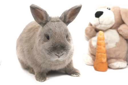 可爱的灰色兔子坐在一个软的玩具和胡萝卜孤立的白色背景
