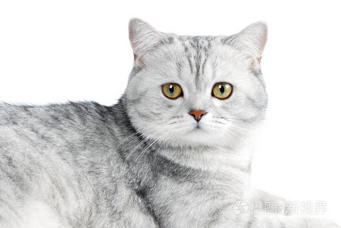 英国短毛猫灰色条纹下巴的肖像孤立在白色上