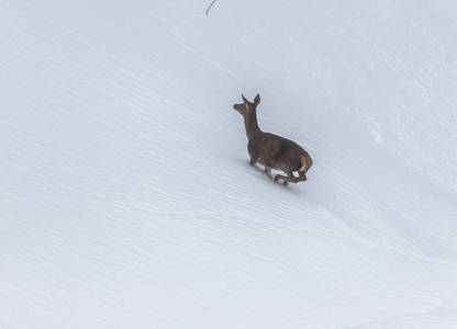 这几天大雪过后，阿斯图里亚斯山脉的雪中的鹿...