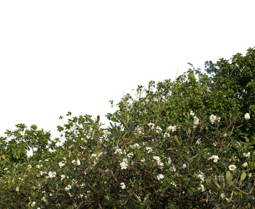 青草茂盛的灌木在花园里图片