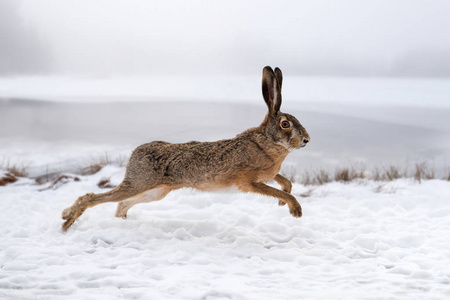 野兔赛跑在领域