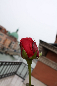 意大利威尼斯的红玫瑰