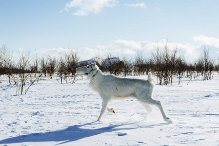 在寒冷的北北方白雪覆盖的田野里奔跑着一只白鹿