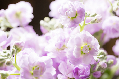 春季花卉。新鲜的一束紫色 Mattioli 接近。妇女或母亲日主题