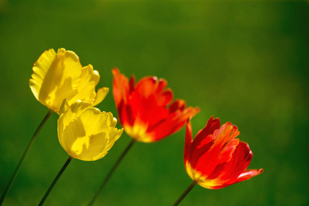 春天背景与郁金香花