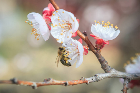 蜜蜂在杏树上采集花蜜