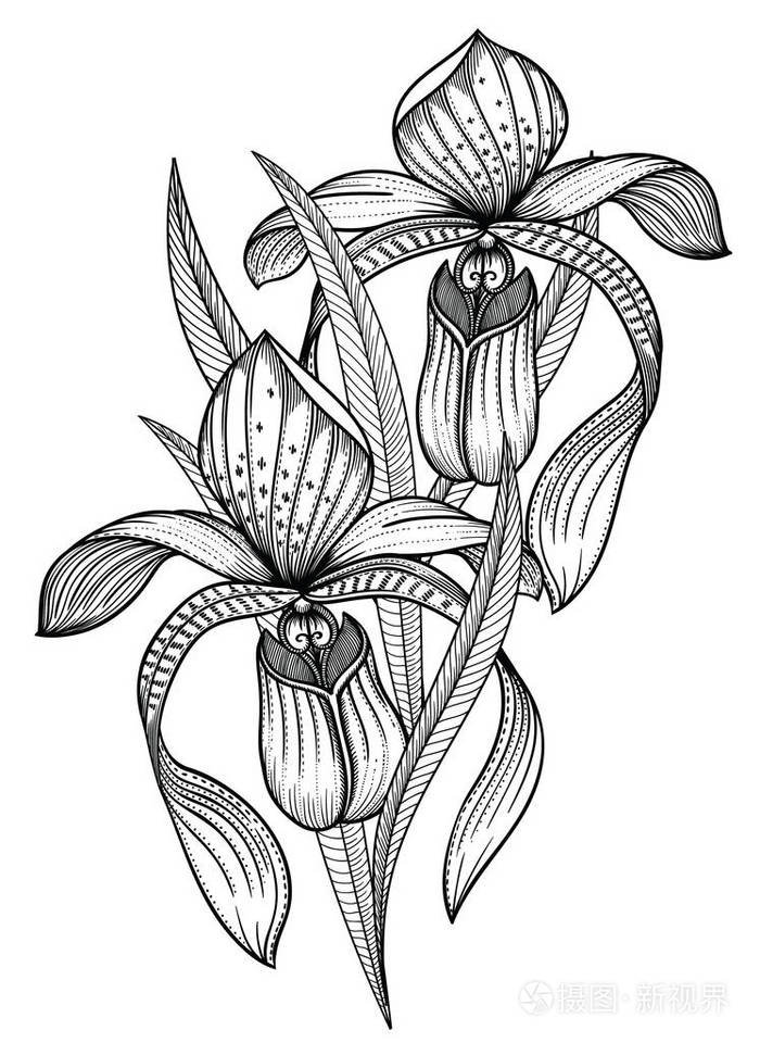 详细的花卉在黑白素描风格.高雅的花卉装饰设计.各组组成成分分离.