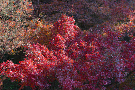 秋季著名的京都旅游目的地图片