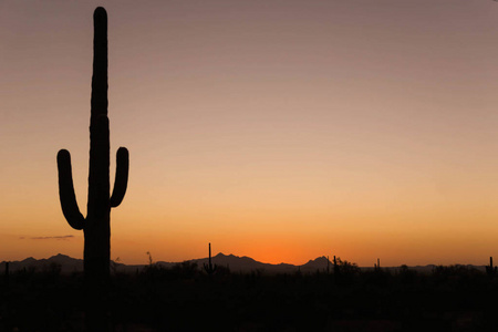 亚利桑那州沙漠美丽的日落和仙人掌