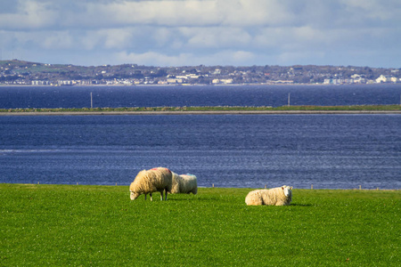 爱尔兰克莱尔公司伯伦的羊群
