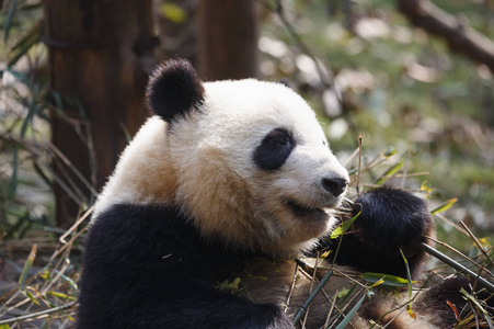 一只可爱的熊猫正在吃竹子