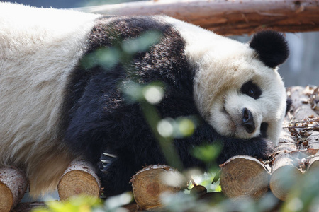 一只小熊猫正在树上睡觉。