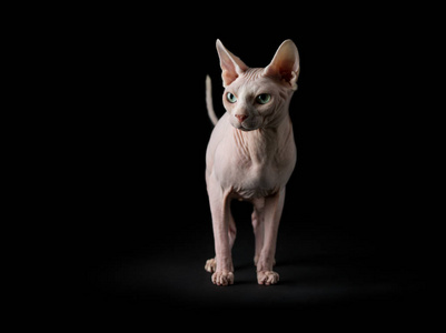 带小猫的Sphynx猫