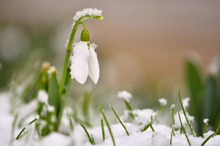 雪花春花。 在草地上美丽地绽放