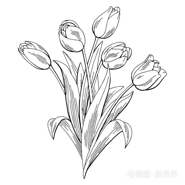 郁金香花图形黑色白色孤立花束素描插画矢量