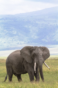 在恩戈罗戈罗火山口里孤独的老巨象。 坦桑尼亚非洲