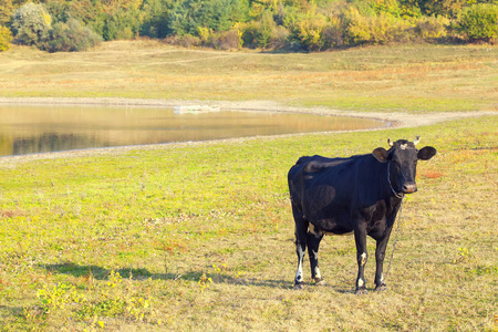 阳光明媚的草地上年轻的黑牛