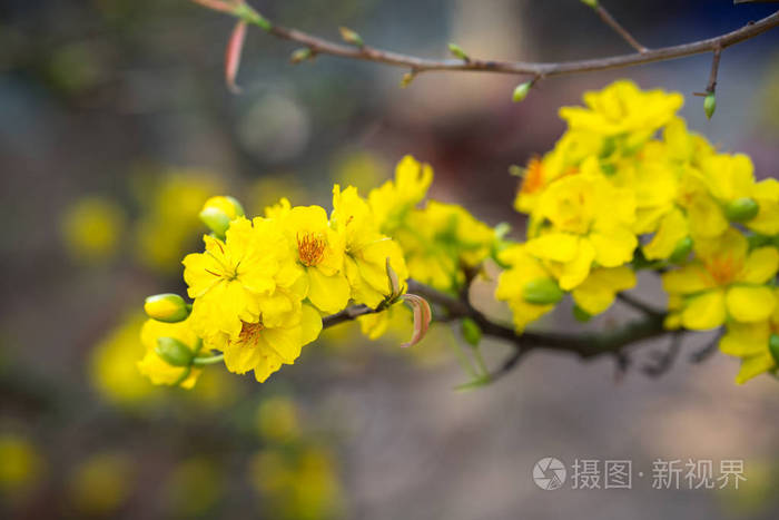 黄杏花照片-正版商用图片11b4rs-摄图新视界