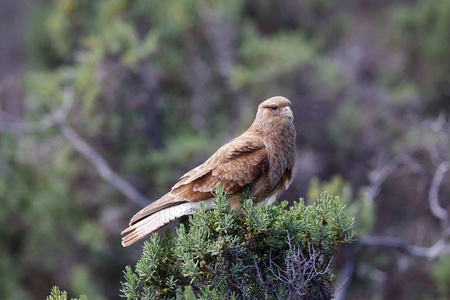 Chimango caracara Phalcoboenus Chimango 巴塔哥尼亚鸟的猎物, 阿根廷