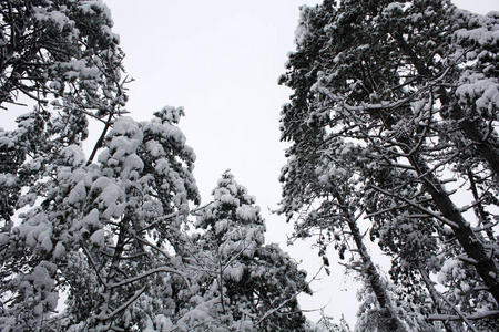 阿尔卑斯山雪中的冬季森林