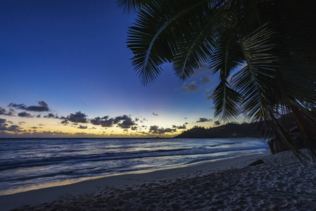 日落后在热带海滩棕榈叶后面, 安塞监督