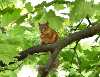 红松鼠在树枝上吃坚果
