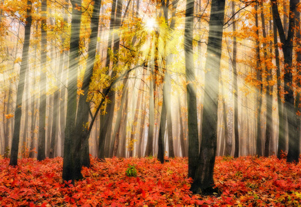 秋天的森林。 一个雾蒙蒙的早晨，在一片风景如画的秋天森林里。 太阳射线
