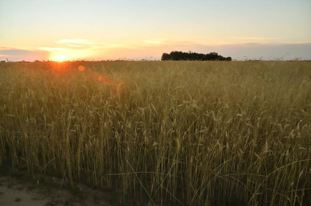 日落时的大麦田。 横向彩色照片