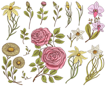 花集, 玫瑰叶和芽, 草本药用甘菊, 水仙花和兰花, 百合。婚礼植物园或植物。矢量插图。雕刻的手画在旧的维多利亚素描