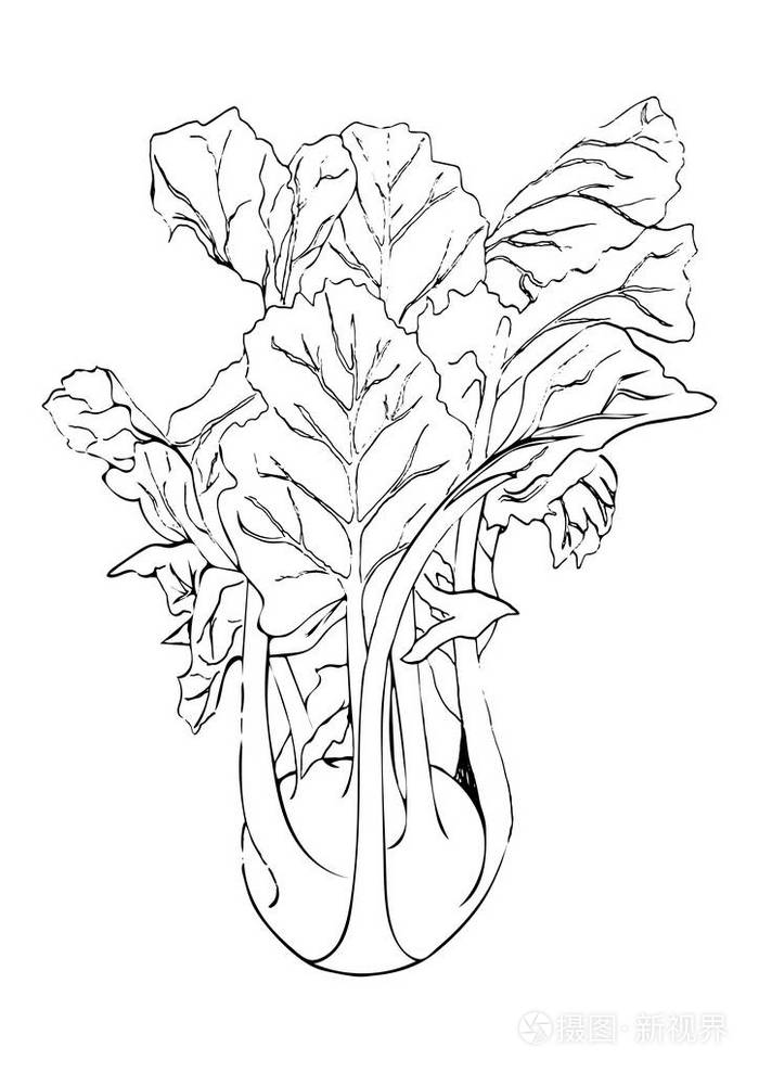 手画黑线大头菜白菜在白色背景下分离.植物向量例证.老式雕刻.