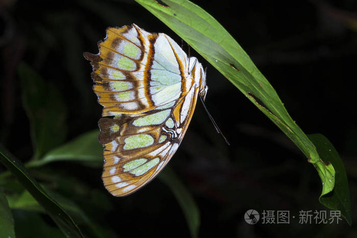 在哥斯达黎加的 tortuguero 国家公园 一只孔雀蝶(siproeta stelen
