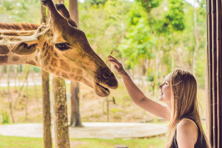 快乐的年轻女人在动物园里看和喂长颈鹿。快乐的年轻女人在温暖的夏天和动物狩猎公园玩。