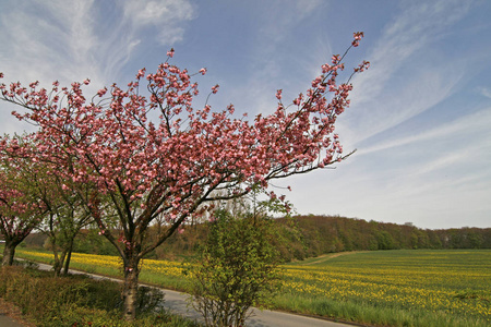 四月的樱桃树在德国下萨克森州奥斯纳布吕克尔县的坏罗森菲尔德