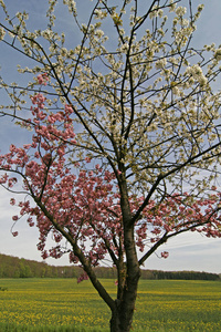 德国下萨克森州奥斯纳布鲁耶克县坏罗森菲尔德的白粉红樱桃树